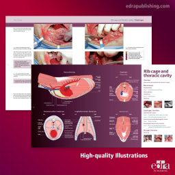 The thorax, Small animal surgery - book extract - veterinary book
