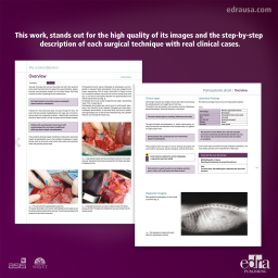 The cranial abdomen. Small animal surgery - book extract - veterinary book